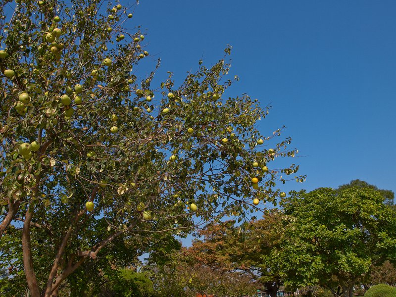 Gyeongju, Apple Tree